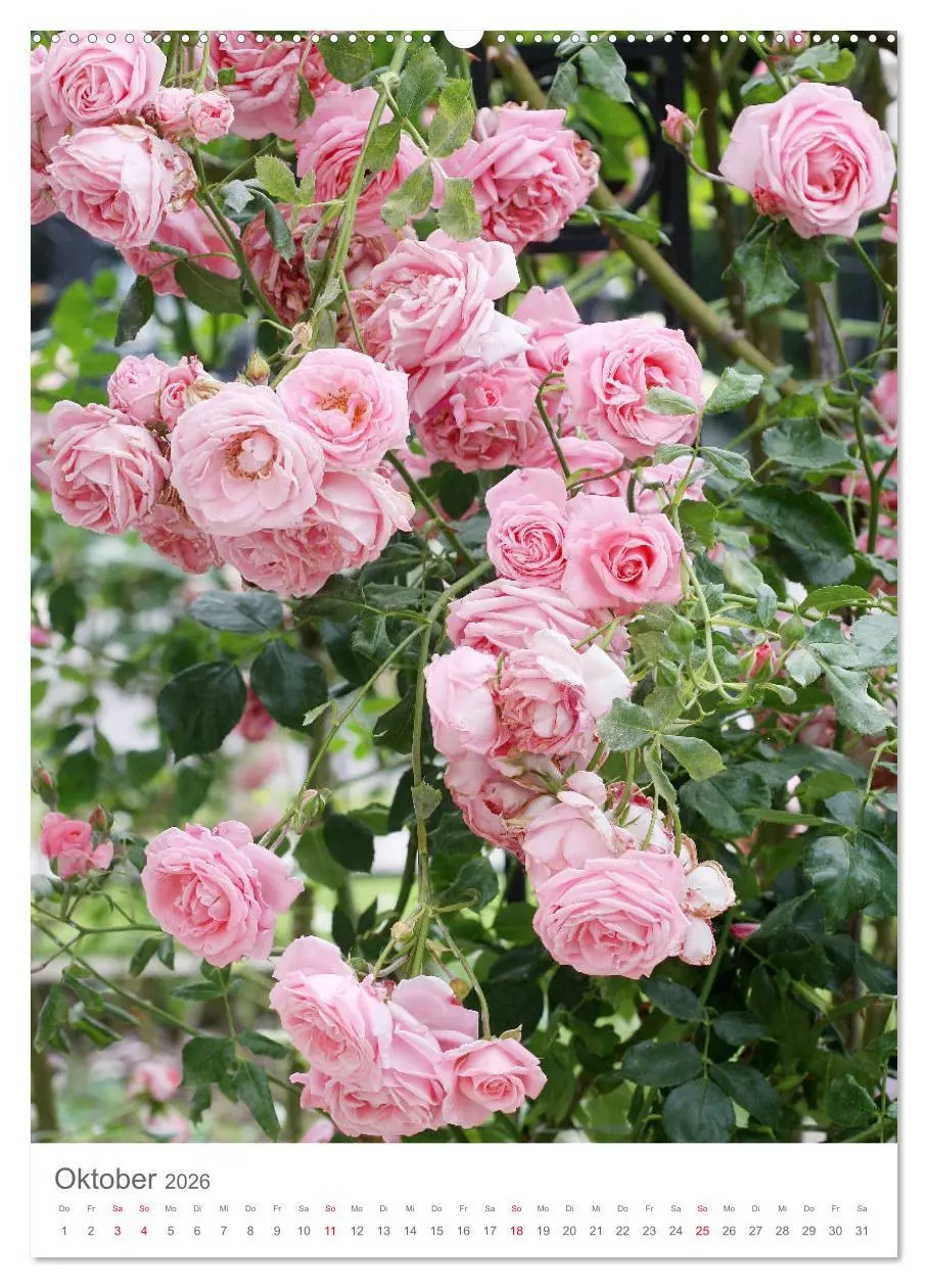 Bild: 9783516389708 | Glücklich mit Rosen (hochwertiger Premium Wandkalender 2026 DIN A2...