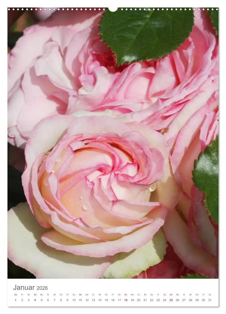 Bild: 9783516389708 | Glücklich mit Rosen (hochwertiger Premium Wandkalender 2026 DIN A2...