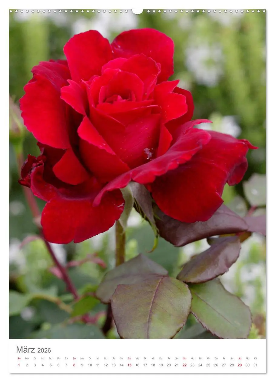 Bild: 9783516389708 | Glücklich mit Rosen (hochwertiger Premium Wandkalender 2026 DIN A2...