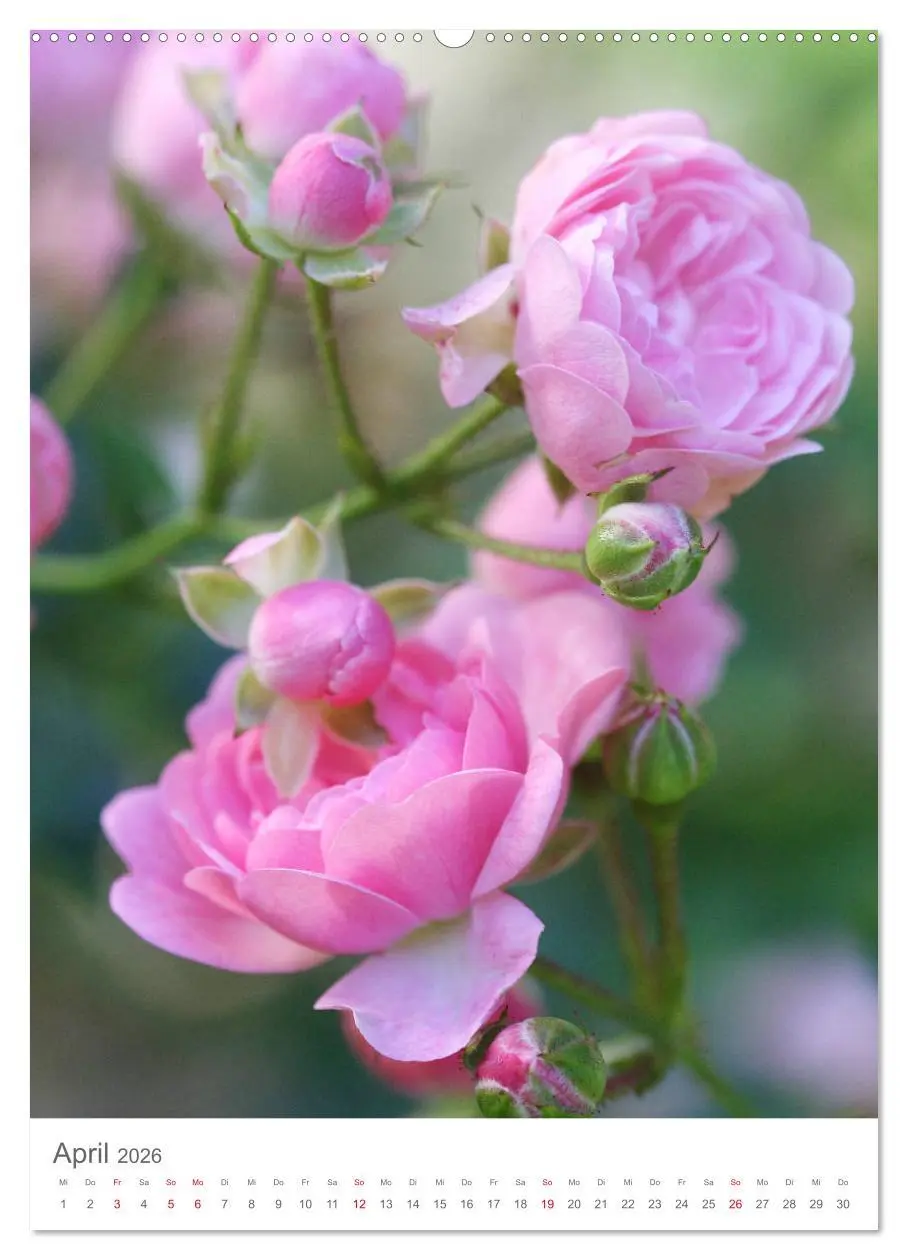 Bild: 9783516389708 | Glücklich mit Rosen (hochwertiger Premium Wandkalender 2026 DIN A2...