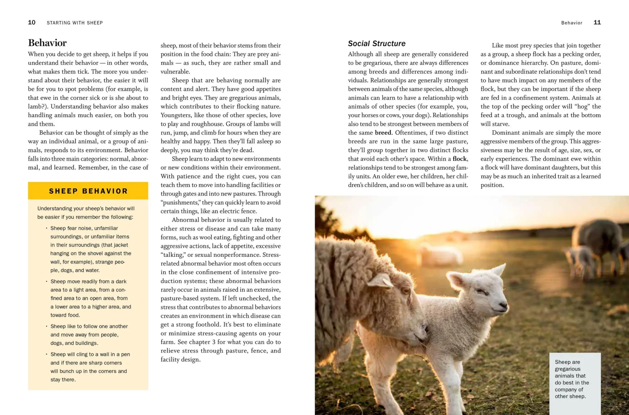 Bild: 9781612129808 | Storey's Guide to Raising Sheep, 5th Edition | Paula Simmons (u. a.)