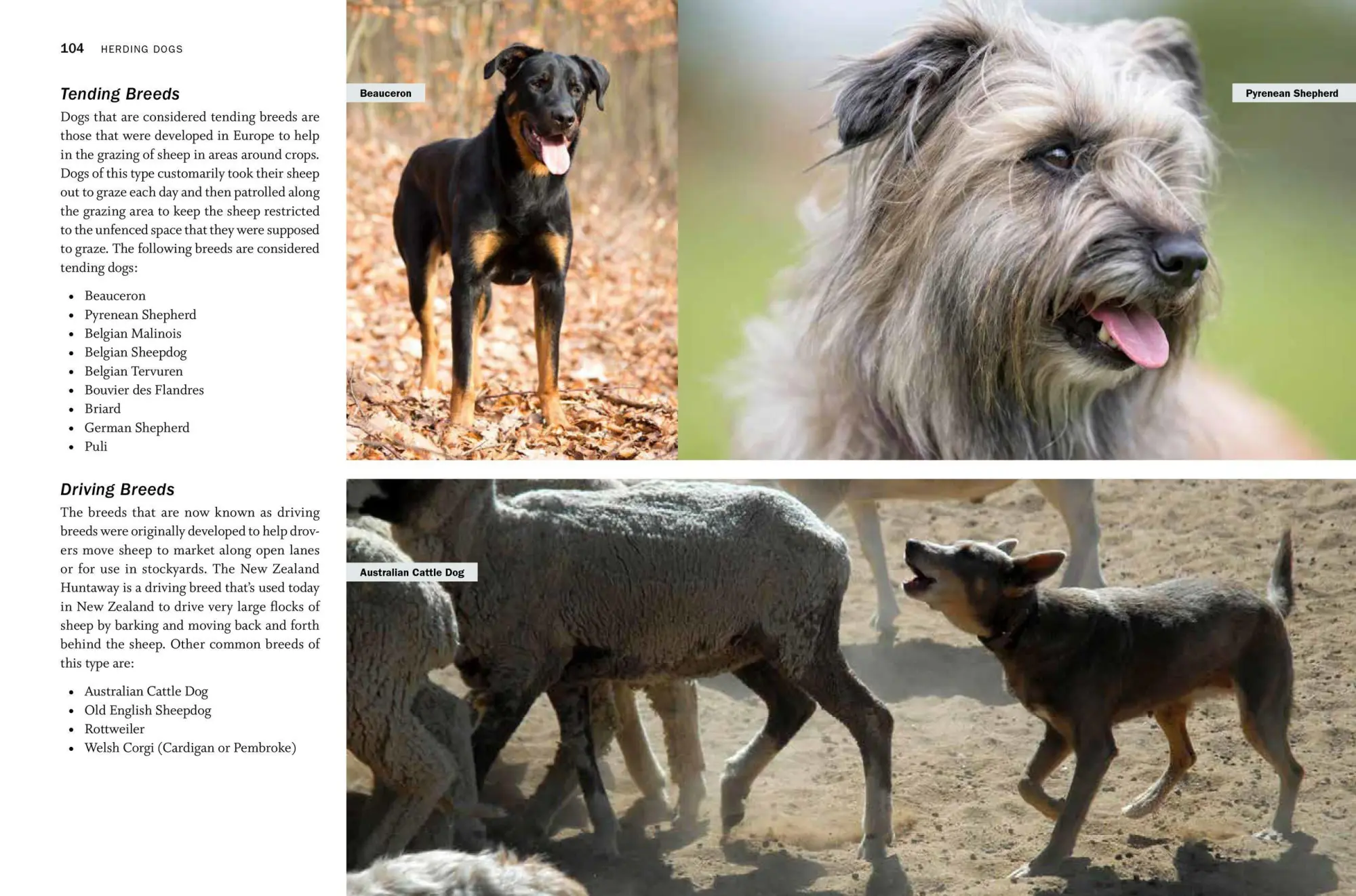 Bild: 9781612129808 | Storey's Guide to Raising Sheep, 5th Edition | Paula Simmons (u. a.)