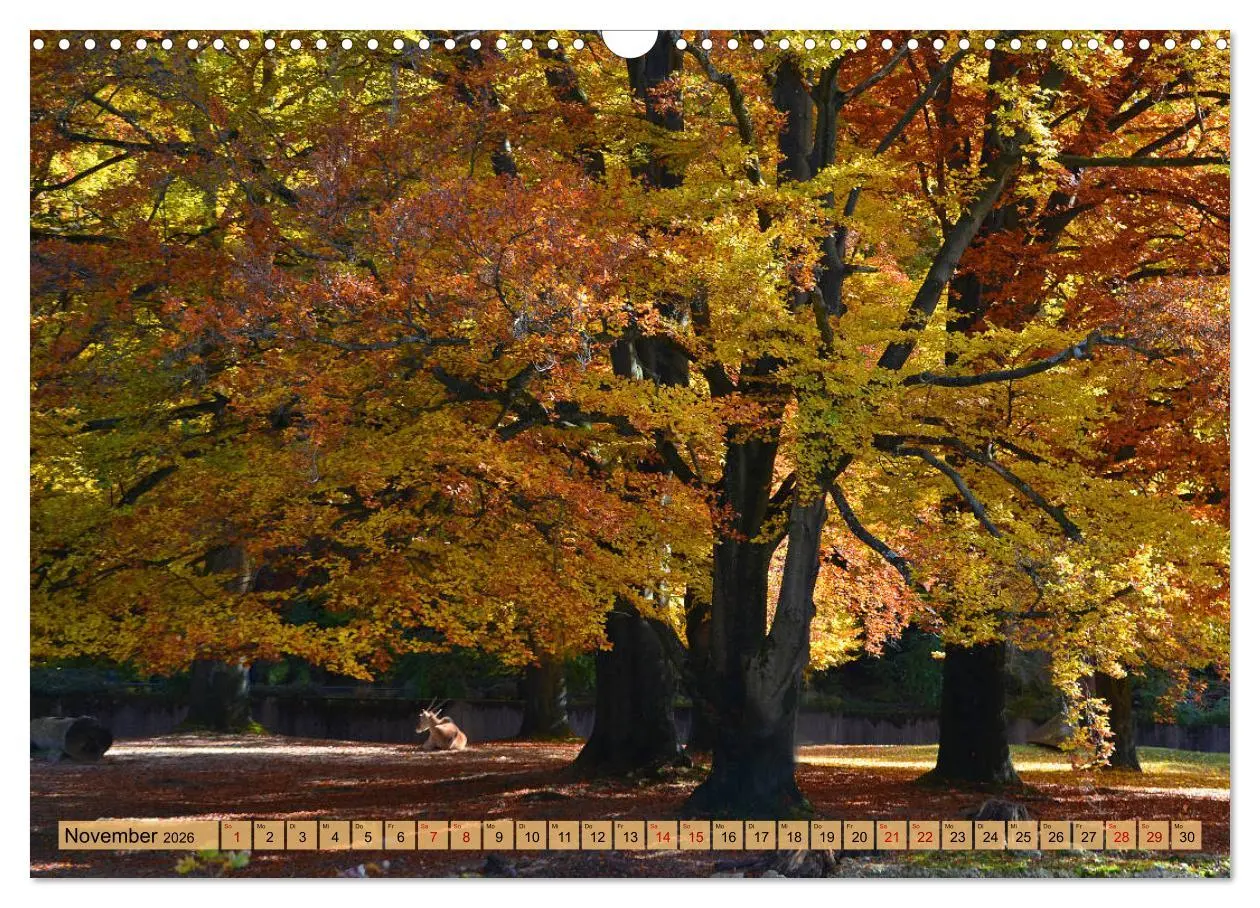 Bild: 9783457809808 | Mit Bäumen durchs Jahr (Wandkalender 2026 DIN A3 quer), CALVENDO...