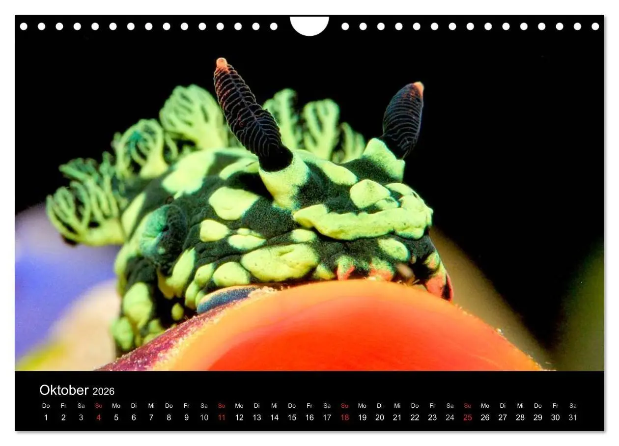 Bild: 9783516129908 | Faszination Makro Unterwasser (Wandkalender 2026 DIN A4 quer),...