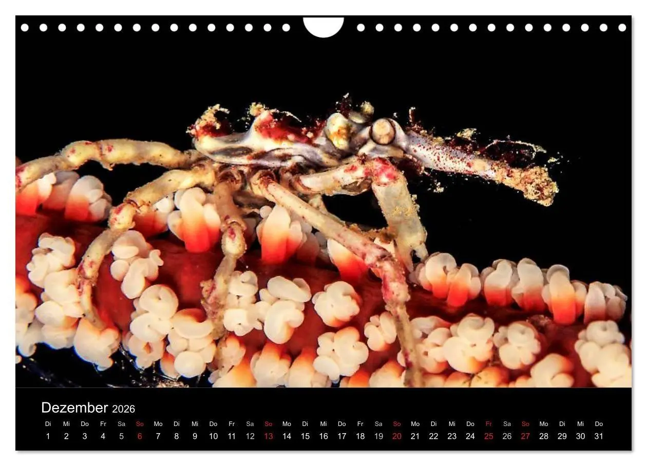 Bild: 9783516129908 | Faszination Makro Unterwasser (Wandkalender 2026 DIN A4 quer),...