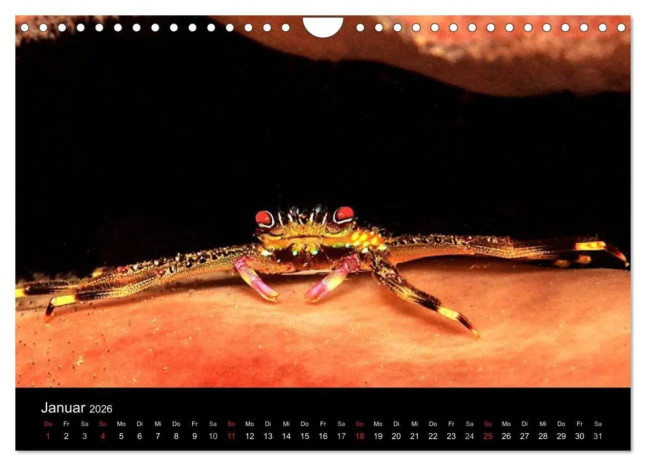 Bild: 9783516129908 | Faszination Makro Unterwasser (Wandkalender 2026 DIN A4 quer),...
