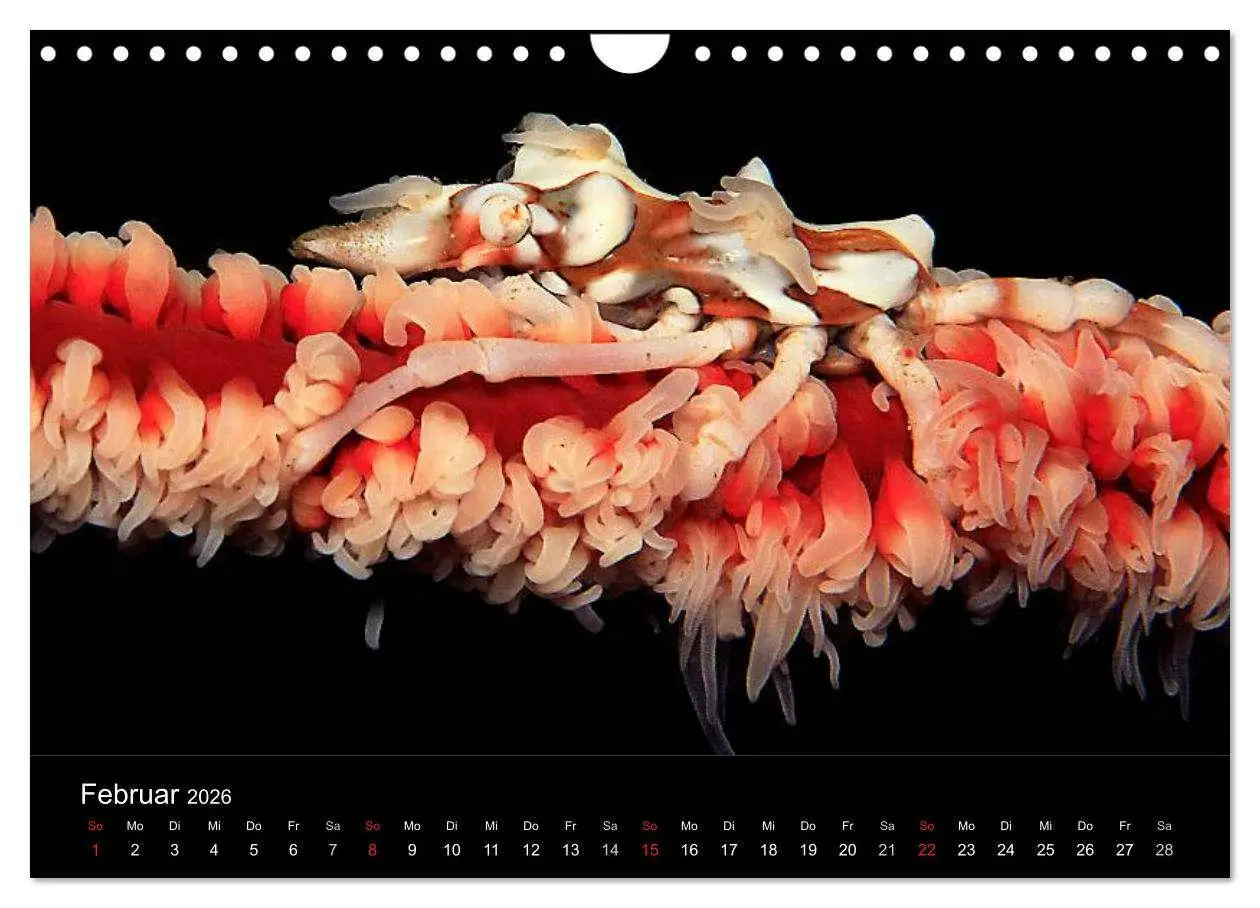 Bild: 9783516129908 | Faszination Makro Unterwasser (Wandkalender 2026 DIN A4 quer),...