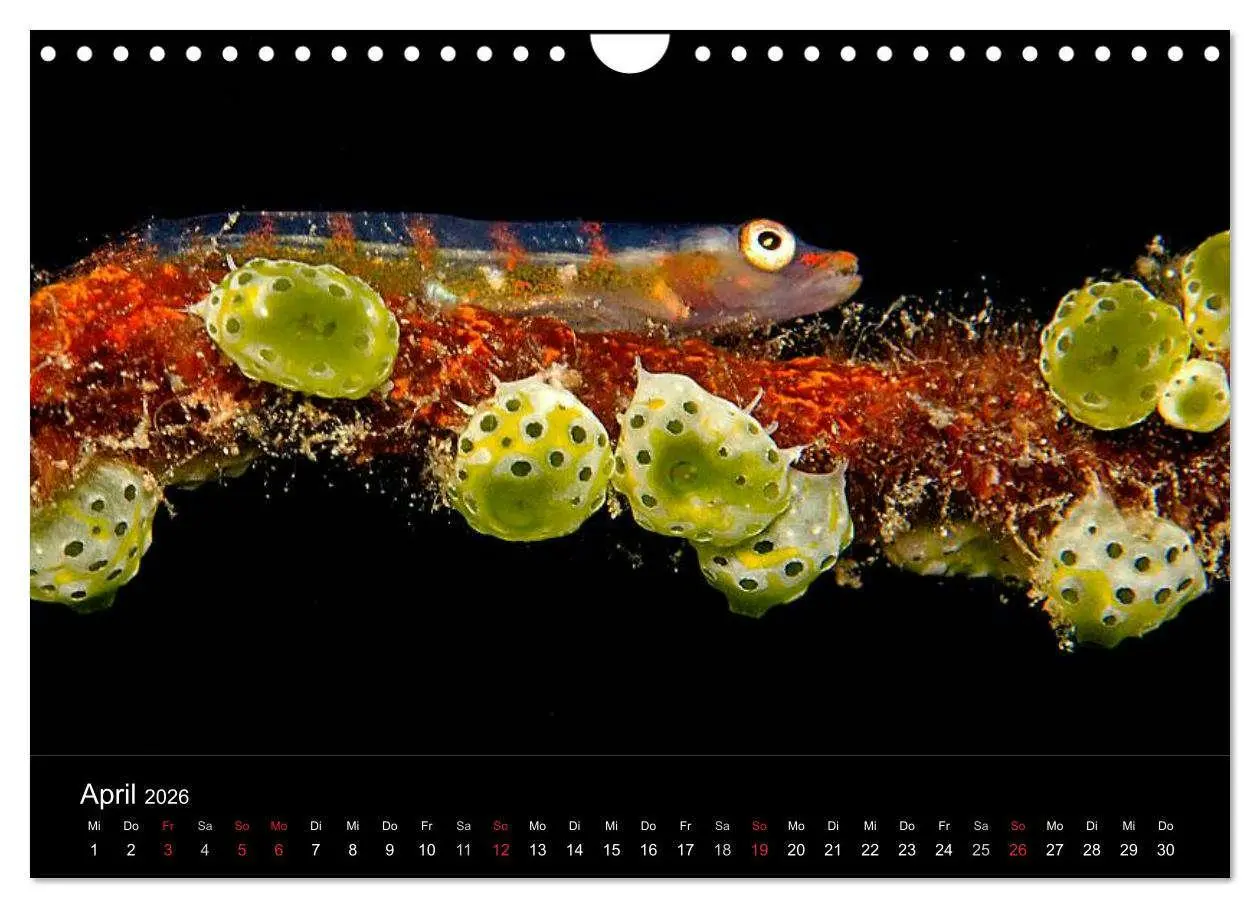 Bild: 9783516129908 | Faszination Makro Unterwasser (Wandkalender 2026 DIN A4 quer),...