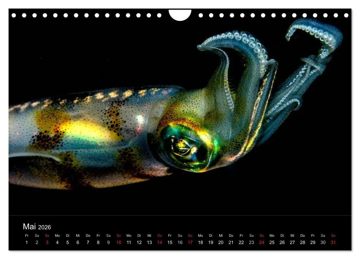 Bild: 9783516129908 | Faszination Makro Unterwasser (Wandkalender 2026 DIN A4 quer),...