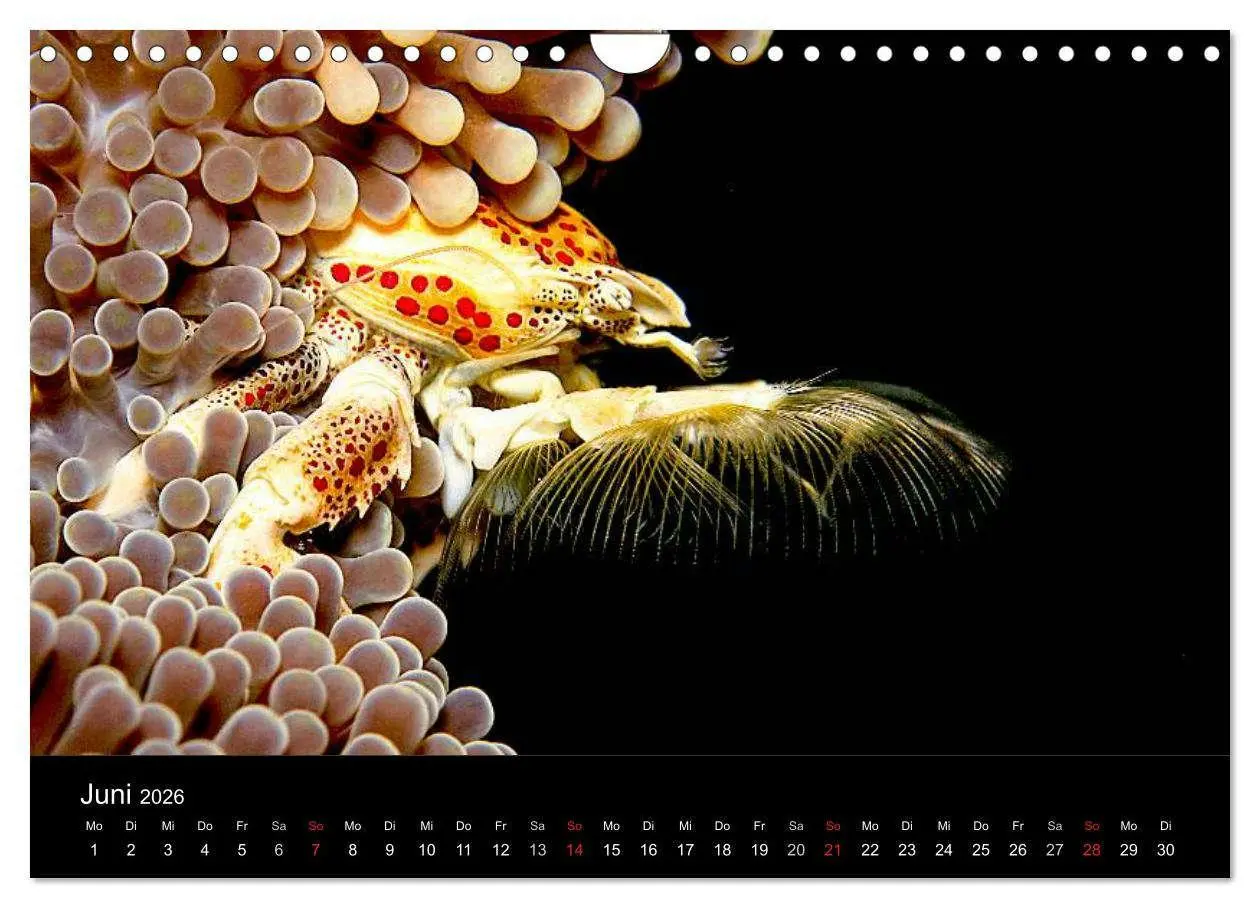 Bild: 9783516129908 | Faszination Makro Unterwasser (Wandkalender 2026 DIN A4 quer),...