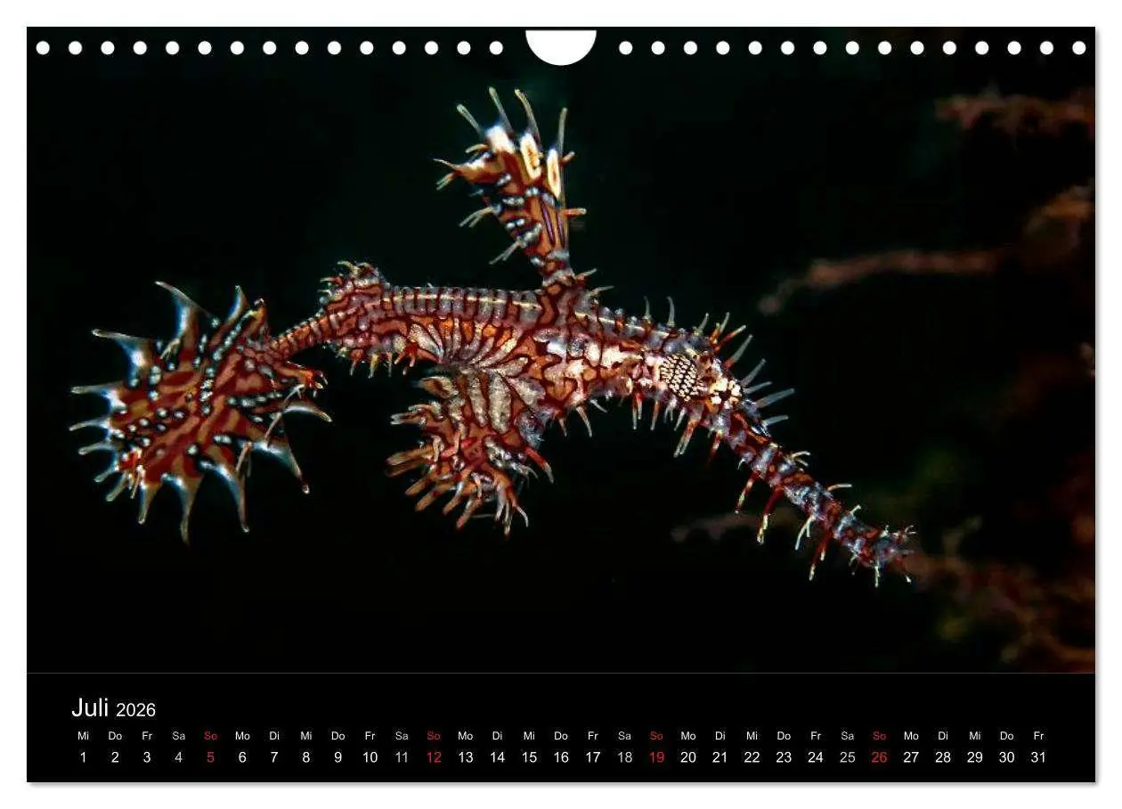 Bild: 9783516129908 | Faszination Makro Unterwasser (Wandkalender 2026 DIN A4 quer),...