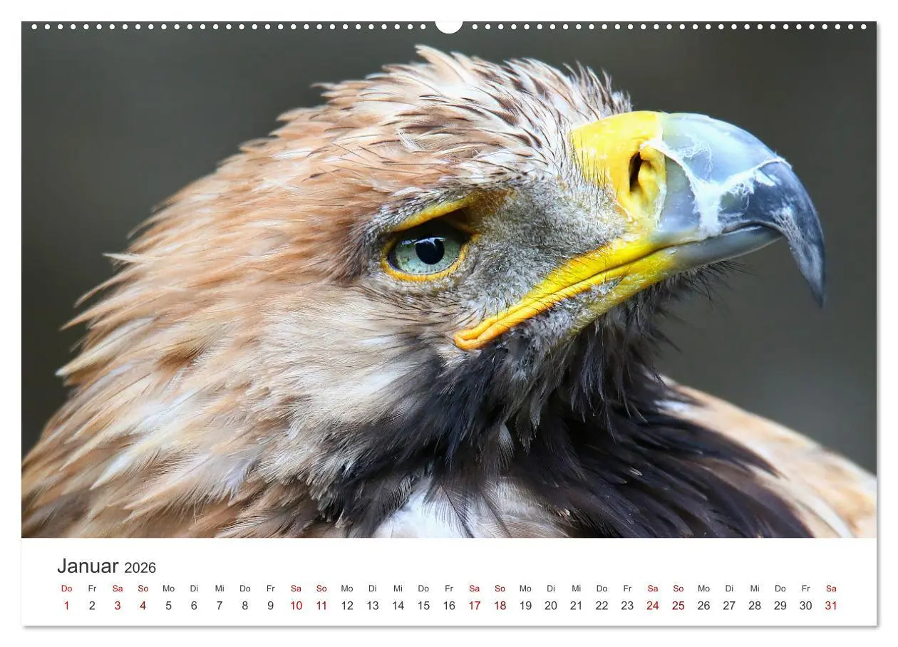 Bild: 9783457460009 | GREIFVOGEL- UND EULENPORTRÄTS (hochwertiger Premium Wandkalender...