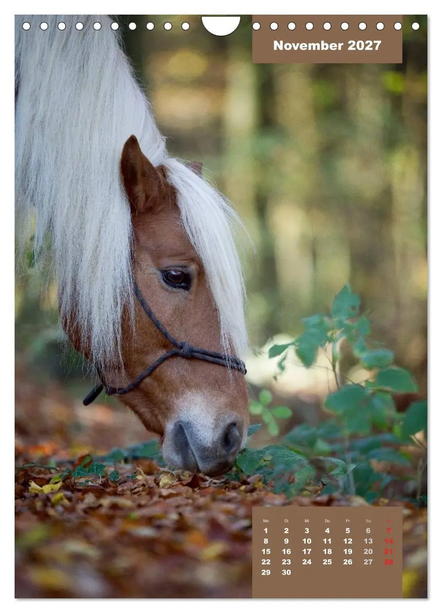 Bild: 9783594150009 | Pferdekalender (Wandkalender 2027 DIN A4 hoch), CALVENDO...