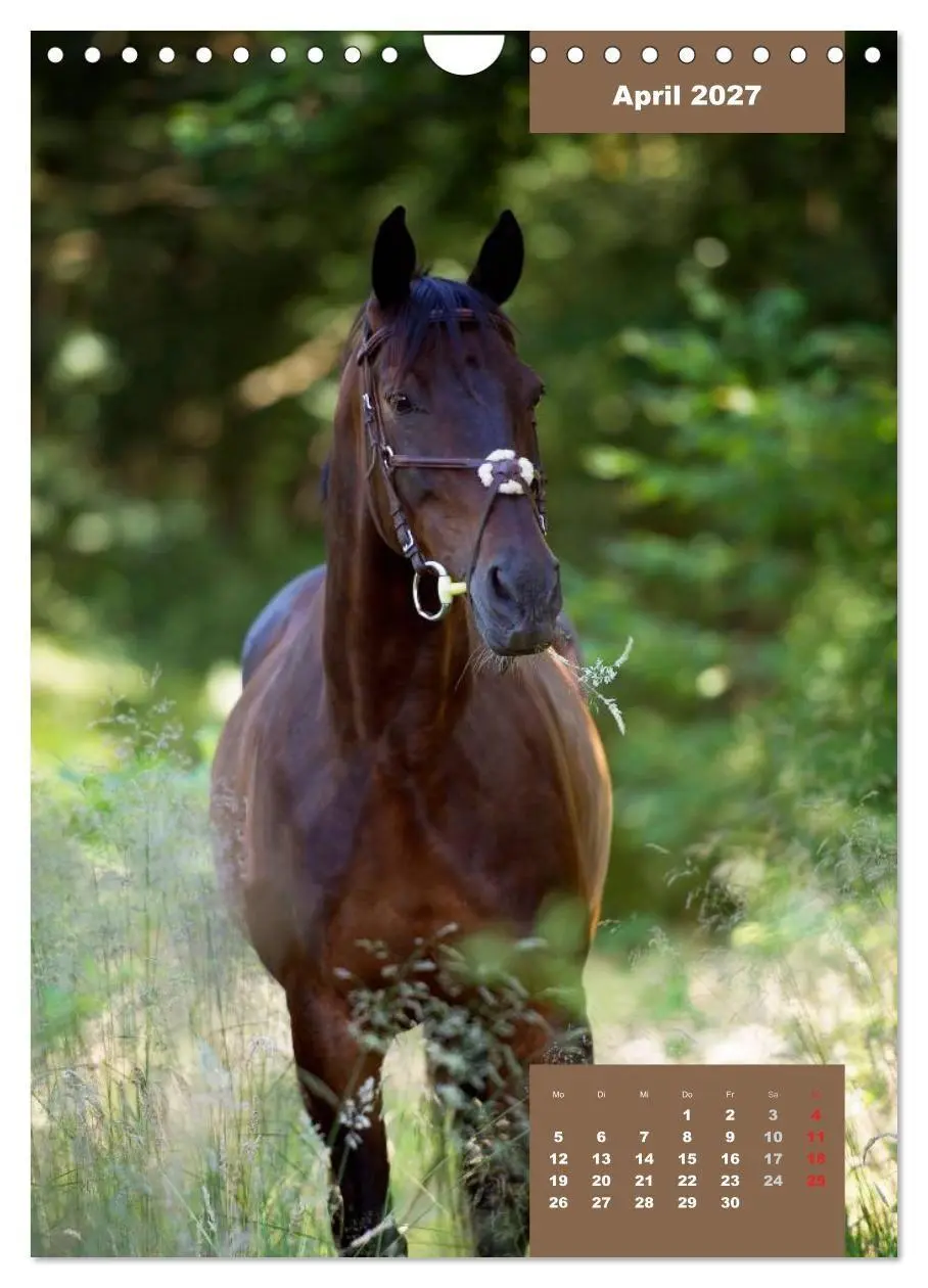 Bild: 9783594150009 | Pferdekalender (Wandkalender 2027 DIN A4 hoch), CALVENDO...