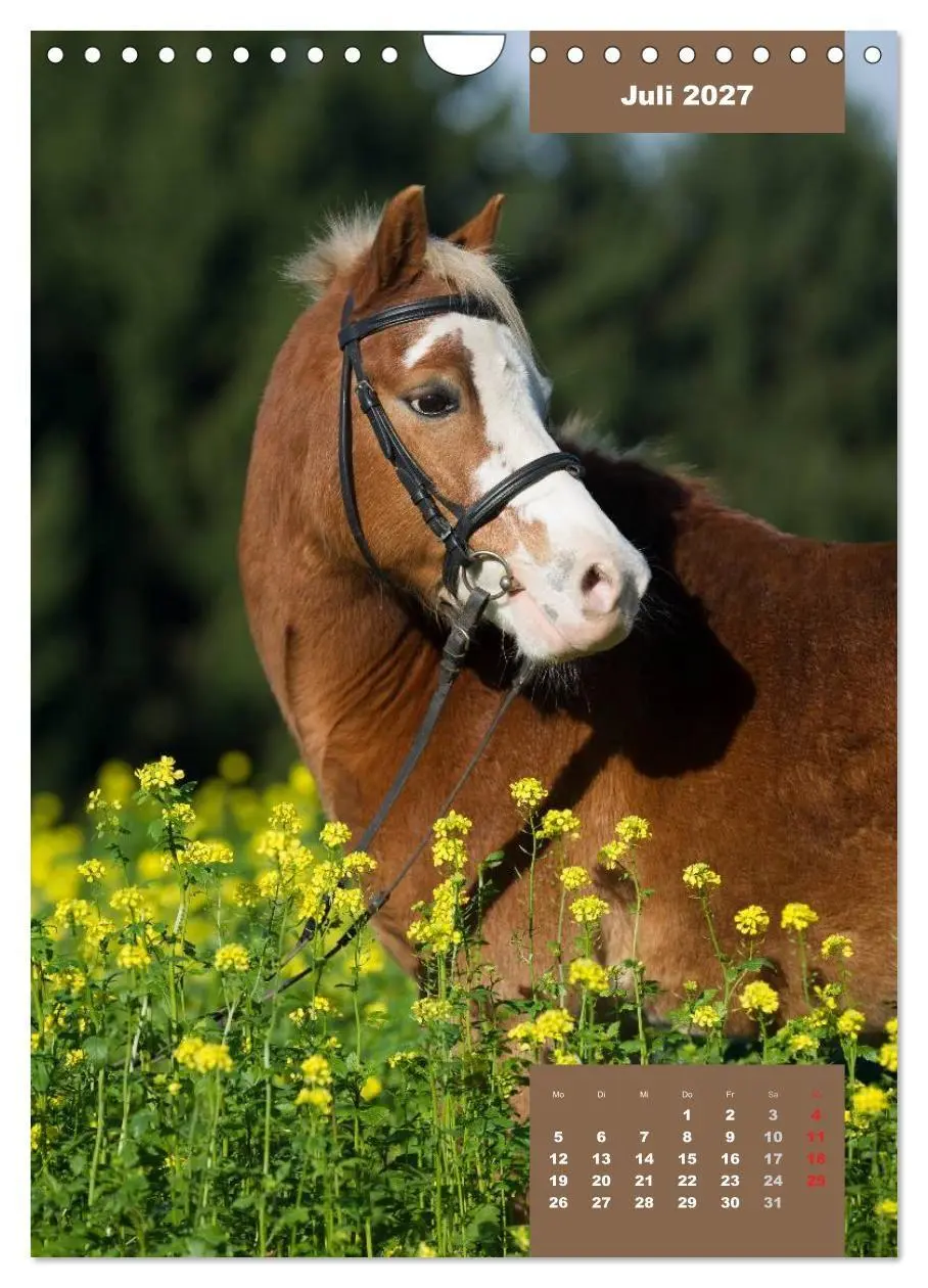 Bild: 9783594150009 | Pferdekalender (Wandkalender 2027 DIN A4 hoch), CALVENDO...