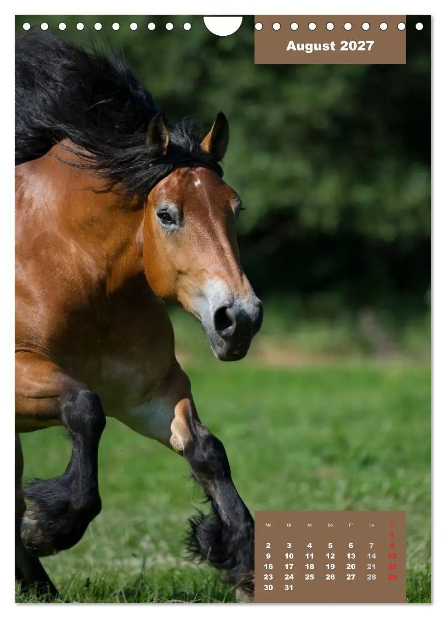 Bild: 9783594150009 | Pferdekalender (Wandkalender 2027 DIN A4 hoch), CALVENDO...
