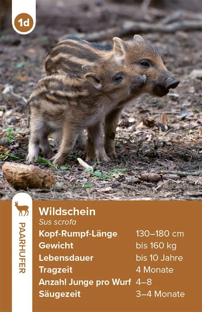 Bild: 4262494720109 | Einheimische Säugetiere - das Quartett-Spiel | Haupt Verlag | Spiel