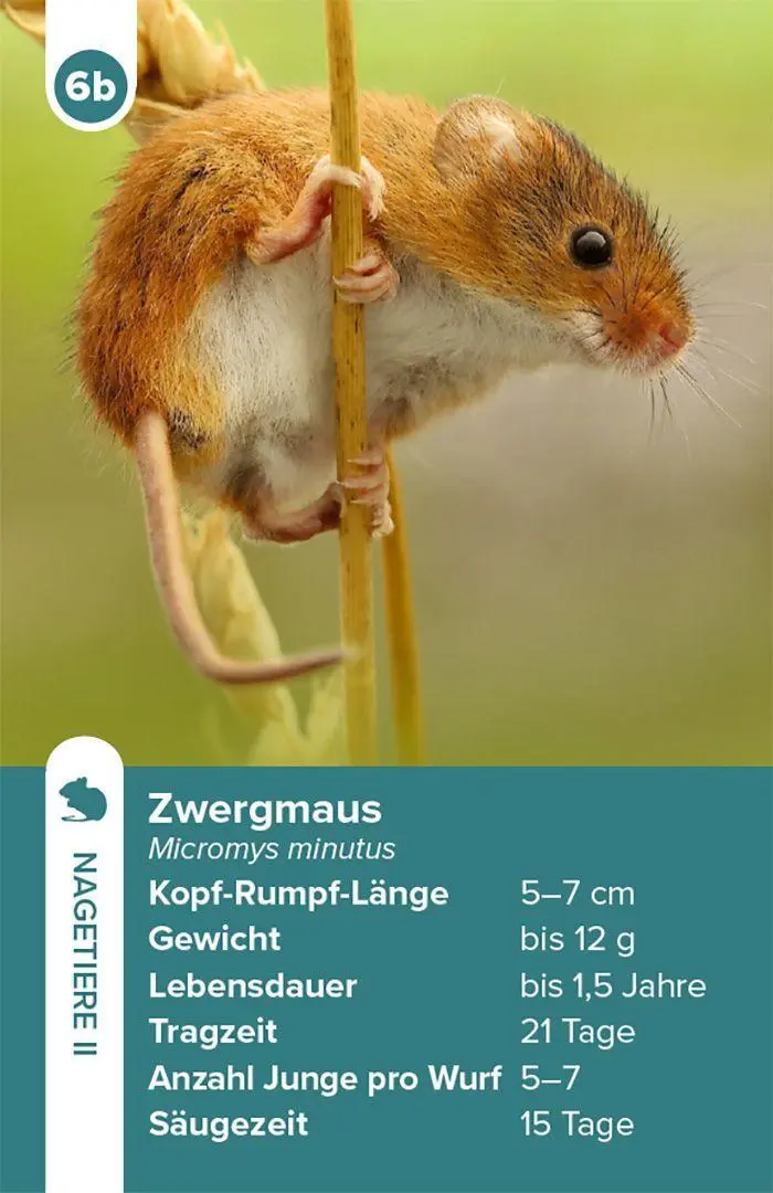 Bild: 4262494720109 | Einheimische Säugetiere - das Quartett-Spiel | Haupt Verlag | Spiel