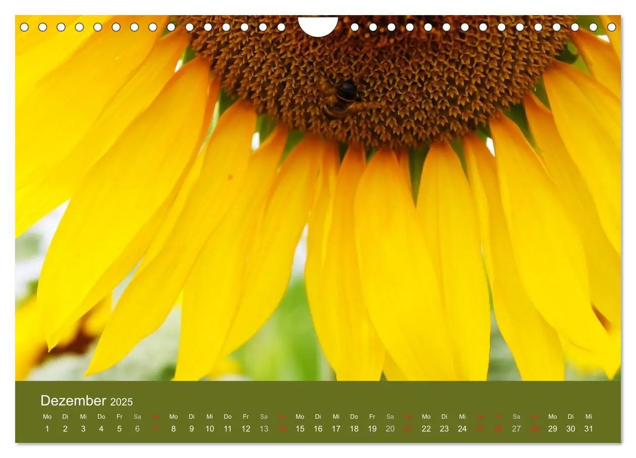 Bild: 9783435800209 | Sonnenblumen - die Blumen der Lebensfreude (Wandkalender 2025 DIN...