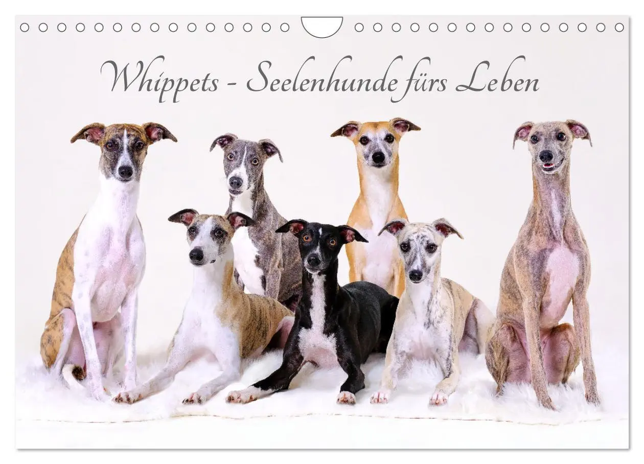 Cover: 9783457370209 | Whippets - Seelenhunde fürs Leben (Wandkalender 2026 DIN A4 quer),...