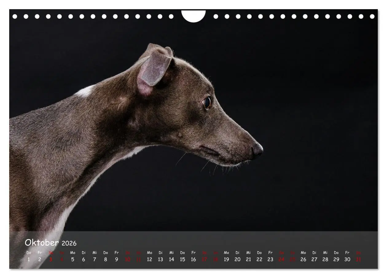 Bild: 9783457370209 | Whippets - Seelenhunde fürs Leben (Wandkalender 2026 DIN A4 quer),...