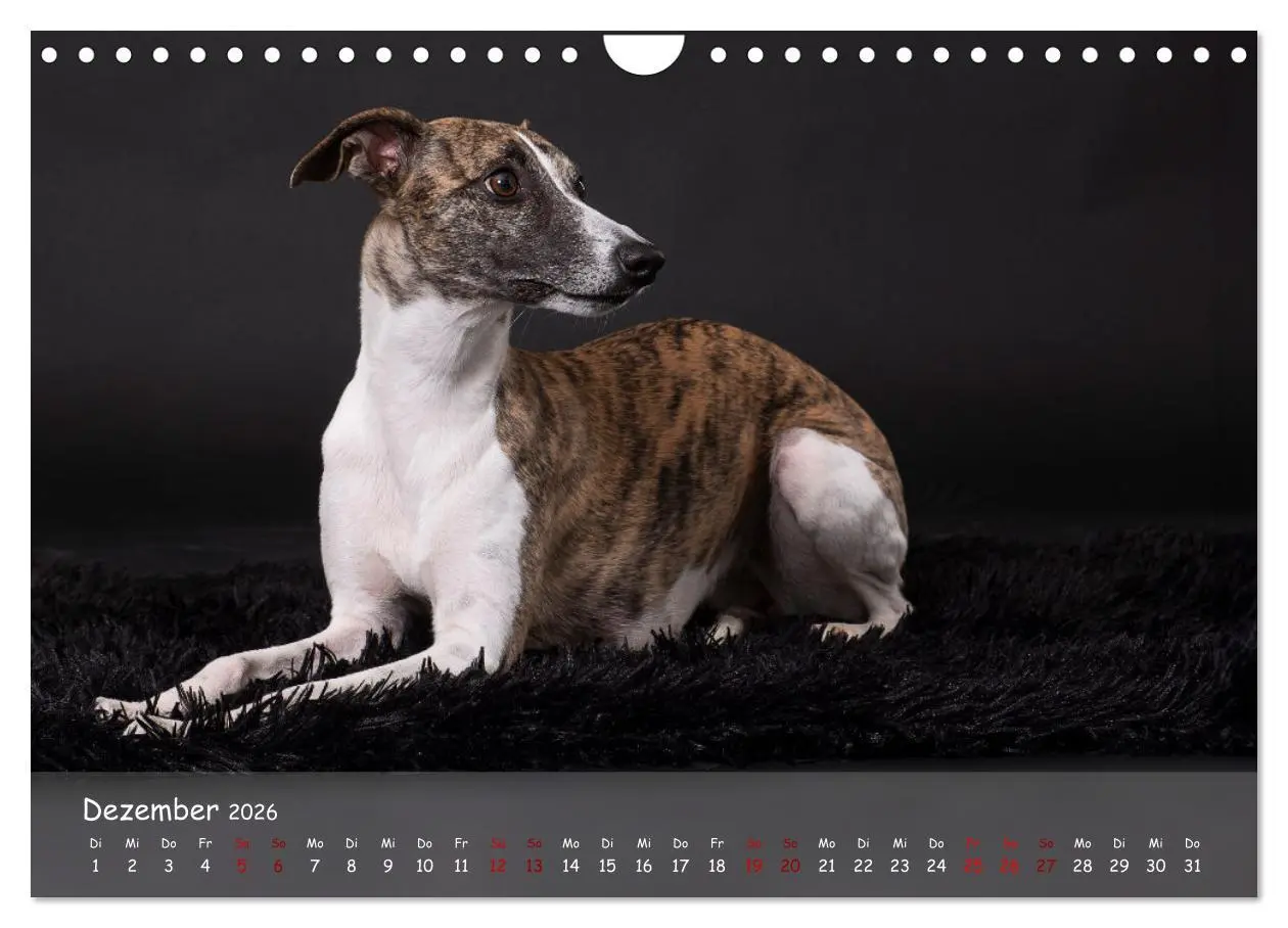 Bild: 9783457370209 | Whippets - Seelenhunde fürs Leben (Wandkalender 2026 DIN A4 quer),...