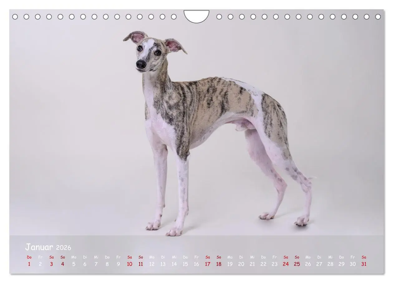 Bild: 9783457370209 | Whippets - Seelenhunde fürs Leben (Wandkalender 2026 DIN A4 quer),...
