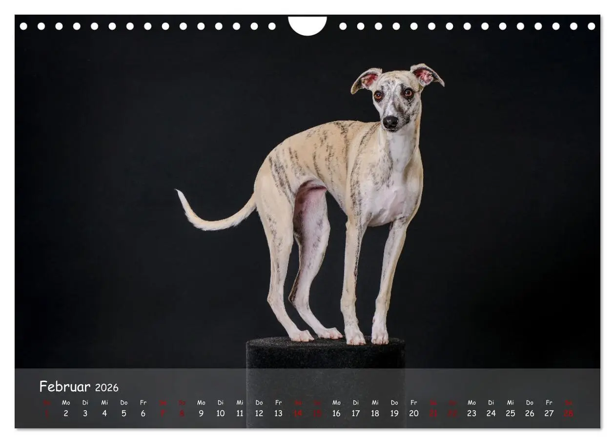 Bild: 9783457370209 | Whippets - Seelenhunde fürs Leben (Wandkalender 2026 DIN A4 quer),...