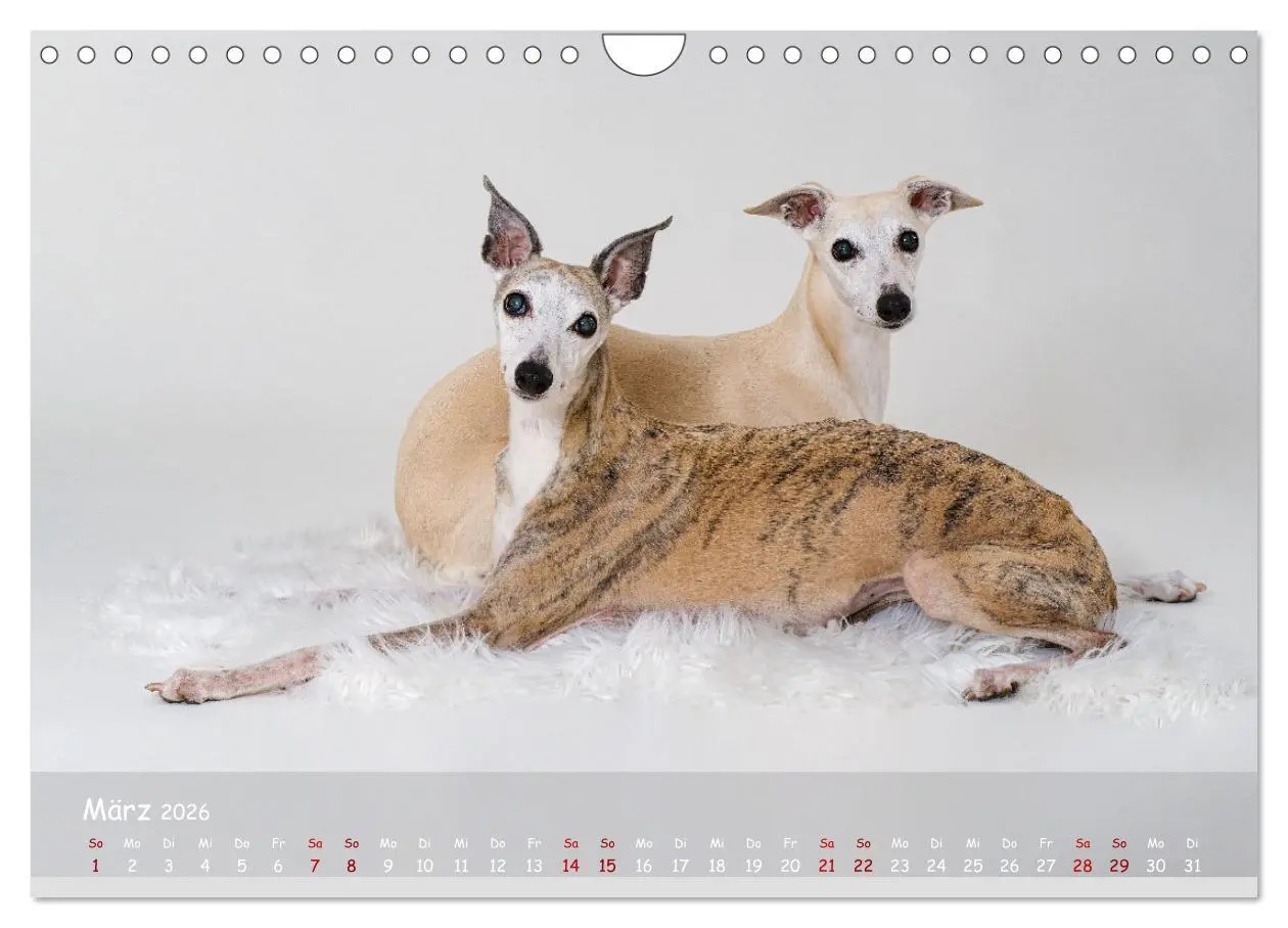 Bild: 9783457370209 | Whippets - Seelenhunde fürs Leben (Wandkalender 2026 DIN A4 quer),...