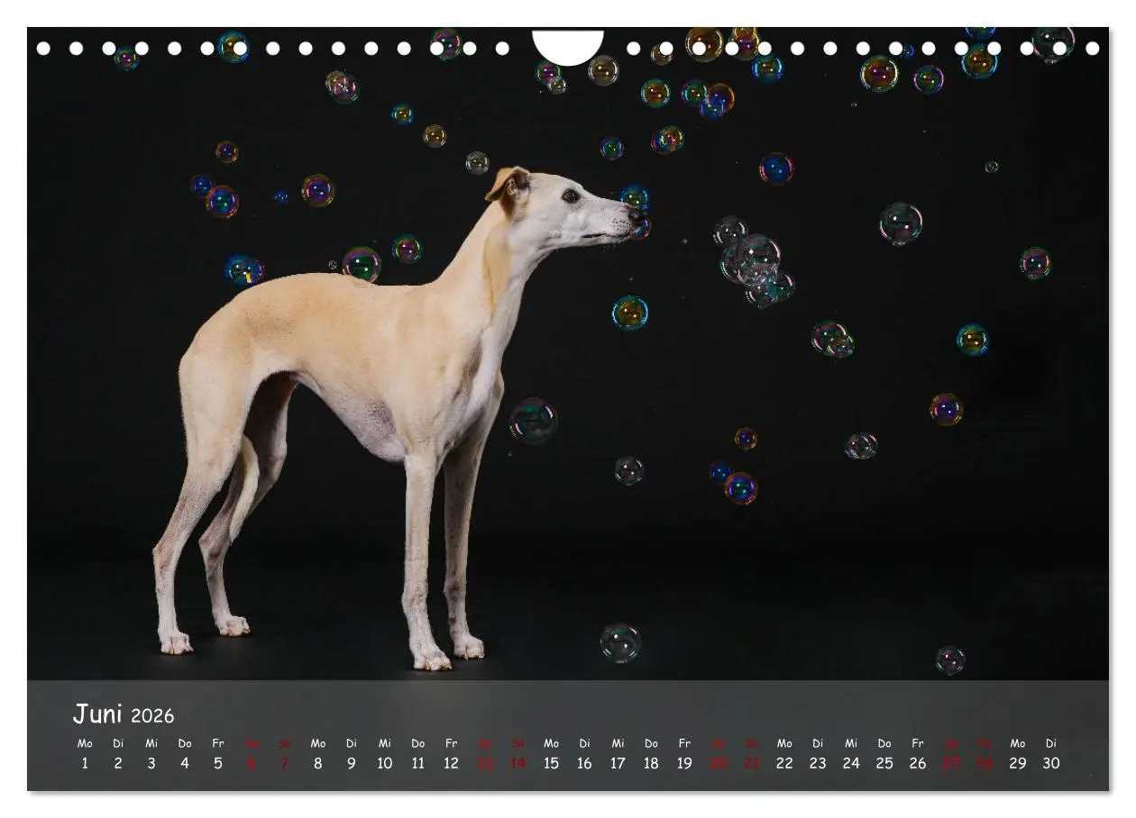 Bild: 9783457370209 | Whippets - Seelenhunde fürs Leben (Wandkalender 2026 DIN A4 quer),...