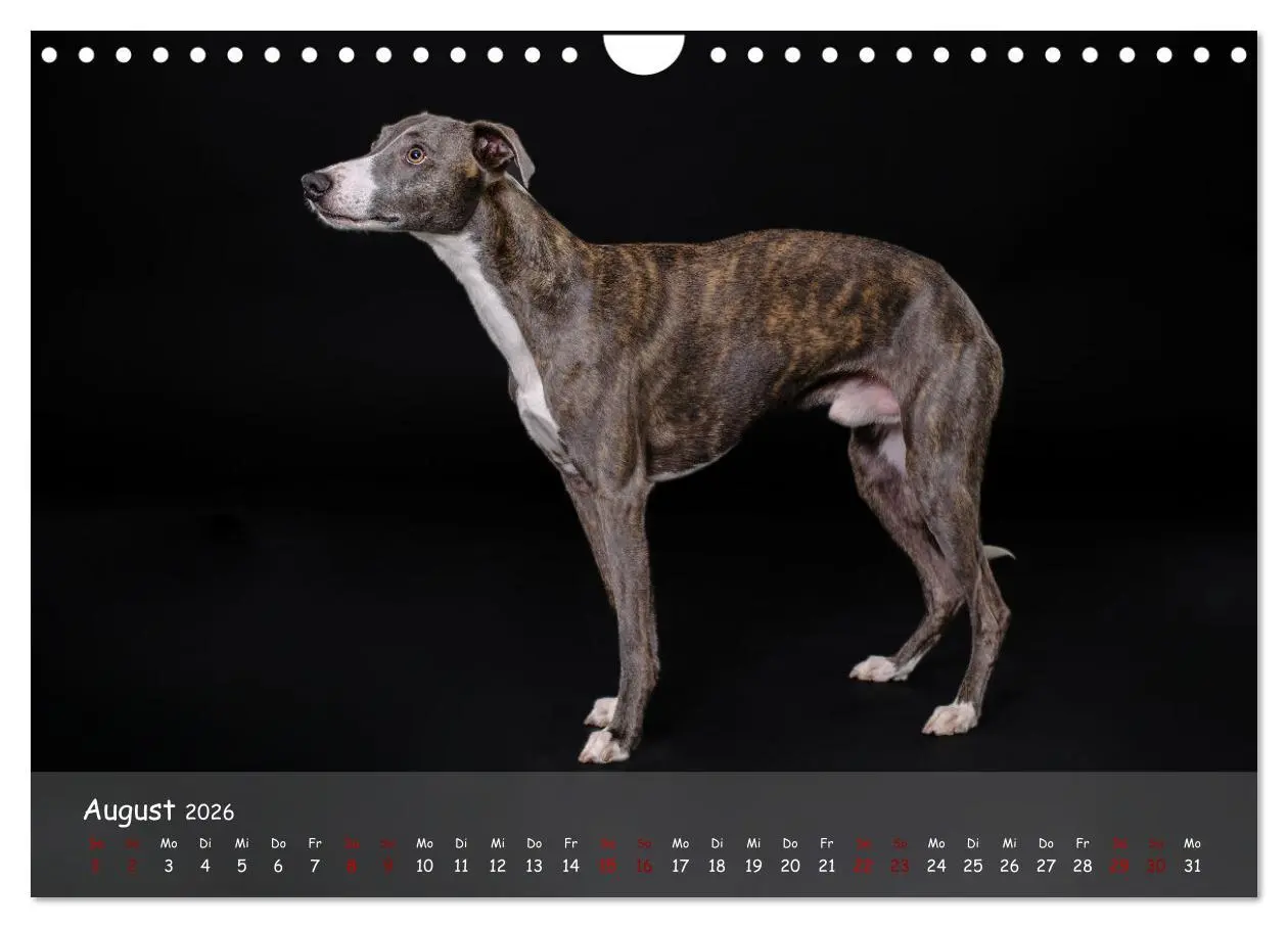 Bild: 9783457370209 | Whippets - Seelenhunde fürs Leben (Wandkalender 2026 DIN A4 quer),...