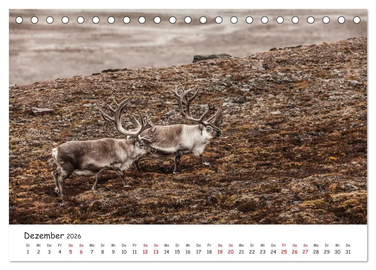 Bild: 9783457820209 | Rentiere (Tischkalender 2026 DIN A5 quer), CALVENDO Monatskalender