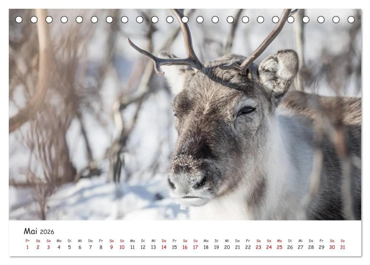 Bild: 9783457820209 | Rentiere (Tischkalender 2026 DIN A5 quer), CALVENDO Monatskalender