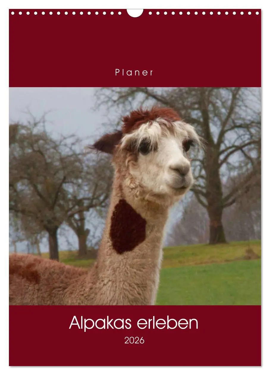 Cover: 9783516390209 | Alpakas erleben (Wandkalender 2026 DIN A3 hoch), CALVENDO...