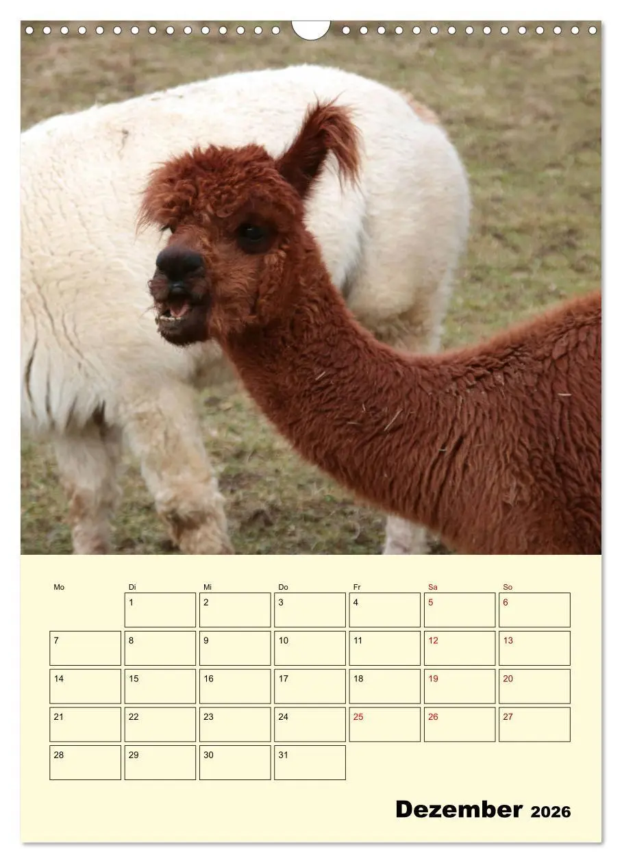 Bild: 9783516390209 | Alpakas erleben (Wandkalender 2026 DIN A3 hoch), CALVENDO...