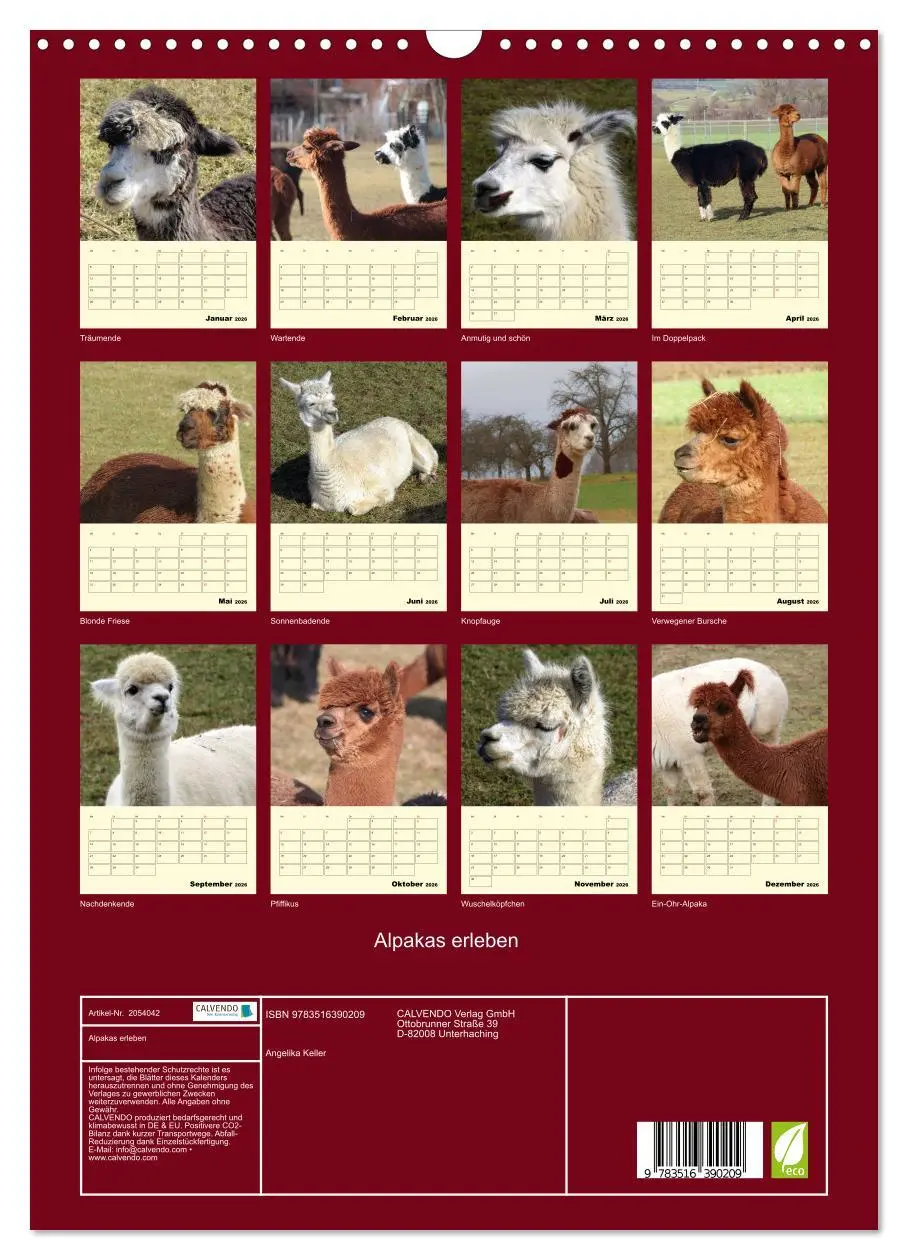 Bild: 9783516390209 | Alpakas erleben (Wandkalender 2026 DIN A3 hoch), CALVENDO...