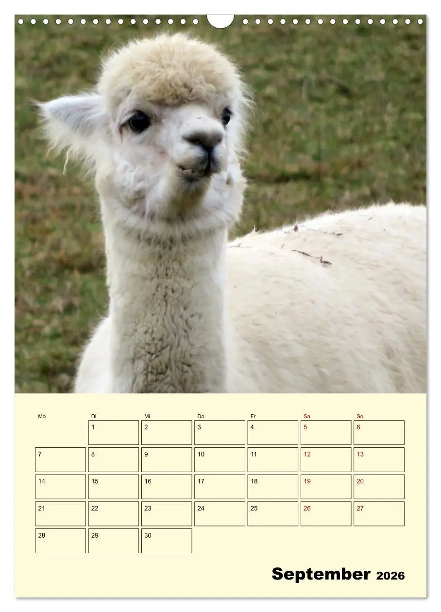 Bild: 9783516390209 | Alpakas erleben (Wandkalender 2026 DIN A3 hoch), CALVENDO...