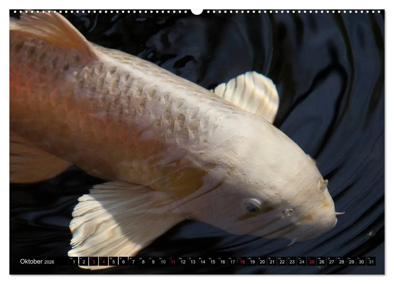 Bild: 9783516140309 | Nishikigoi oder Koi Karpfen (hochwertiger Premium Wandkalender 2026...