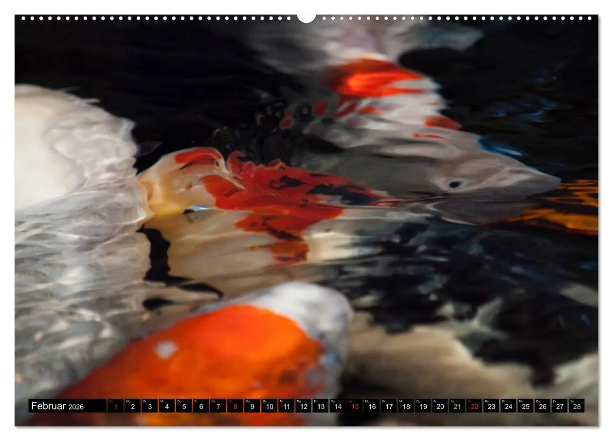 Bild: 9783516140309 | Nishikigoi oder Koi Karpfen (hochwertiger Premium Wandkalender 2026...