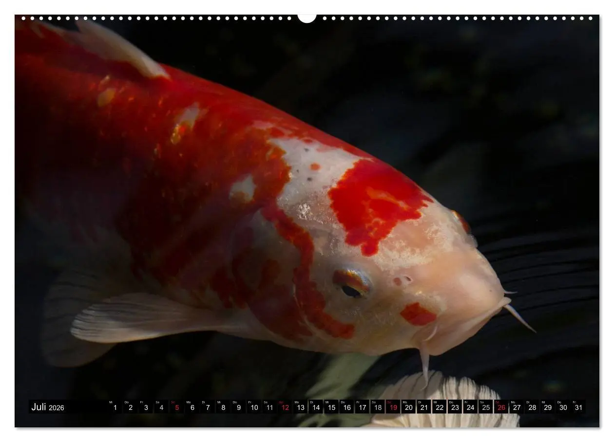 Bild: 9783516140309 | Nishikigoi oder Koi Karpfen (hochwertiger Premium Wandkalender 2026...
