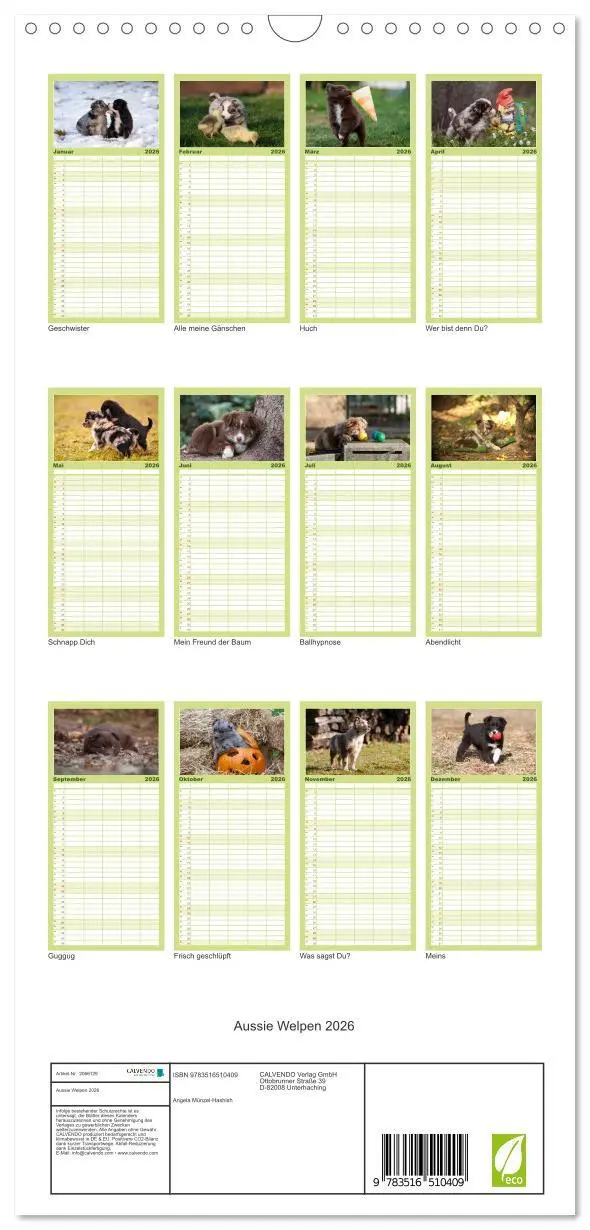 Bild: 9783516510409 | Familienplaner 2026 - Aussie Welpen 2026 mit 5 Spalten...