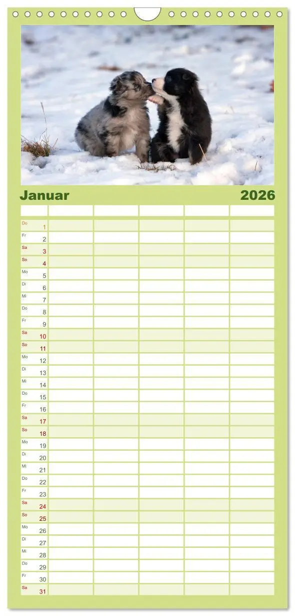 Bild: 9783516510409 | Familienplaner 2026 - Aussie Welpen 2026 mit 5 Spalten...