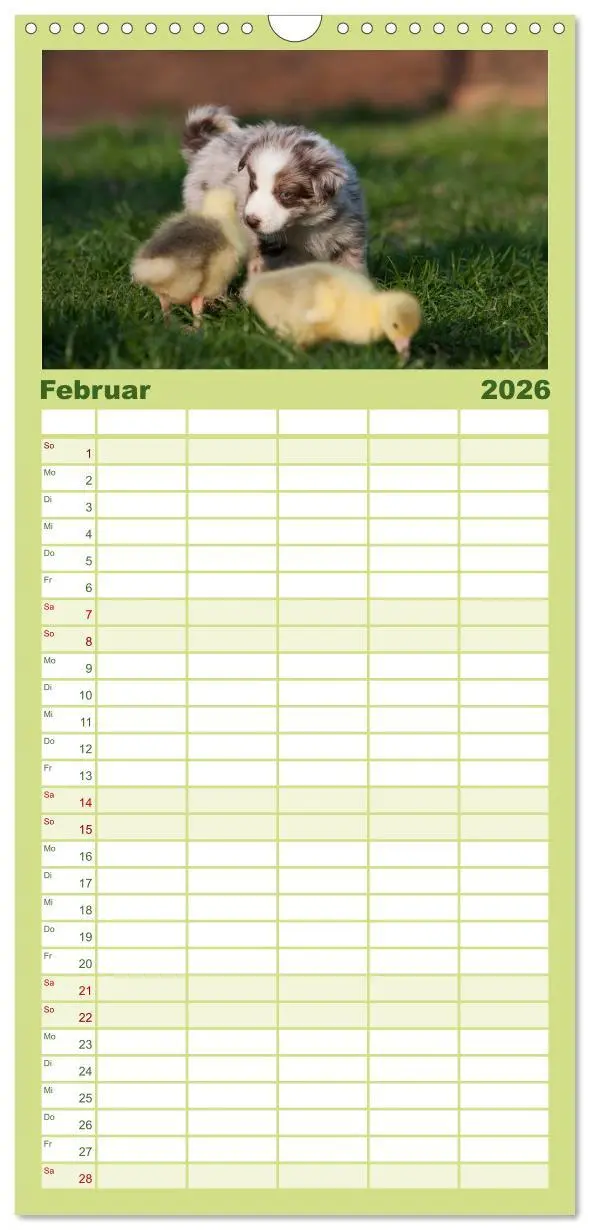 Bild: 9783516510409 | Familienplaner 2026 - Aussie Welpen 2026 mit 5 Spalten...