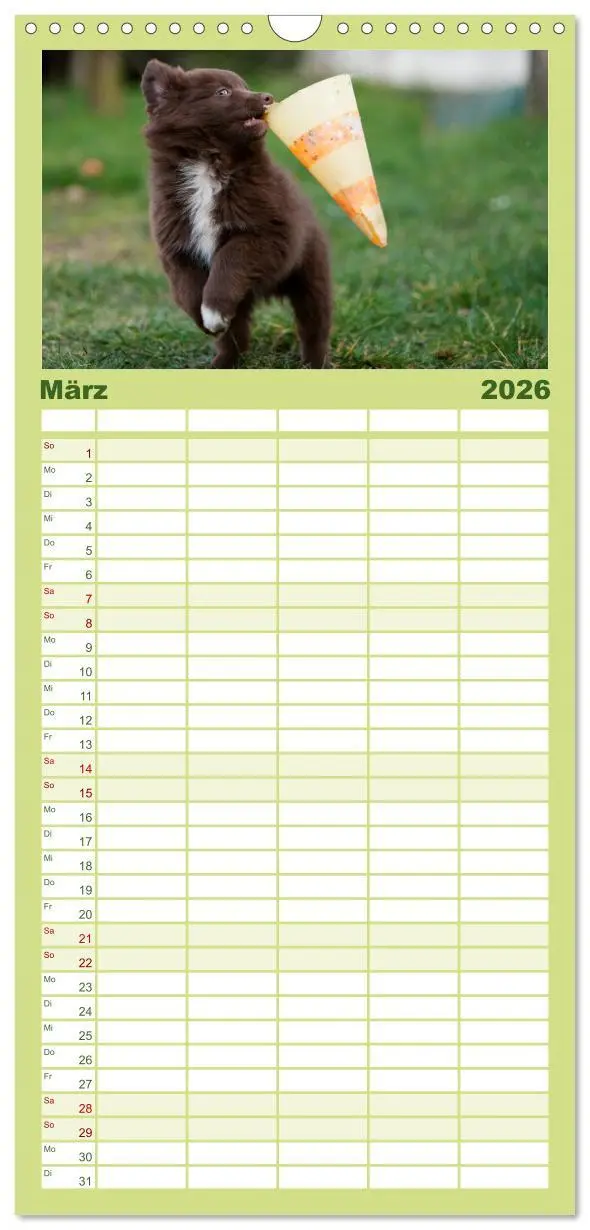 Bild: 9783516510409 | Familienplaner 2026 - Aussie Welpen 2026 mit 5 Spalten...