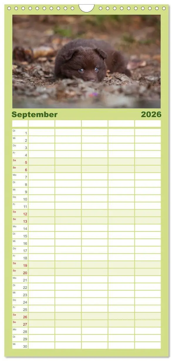 Bild: 9783516510409 | Familienplaner 2026 - Aussie Welpen 2026 mit 5 Spalten...