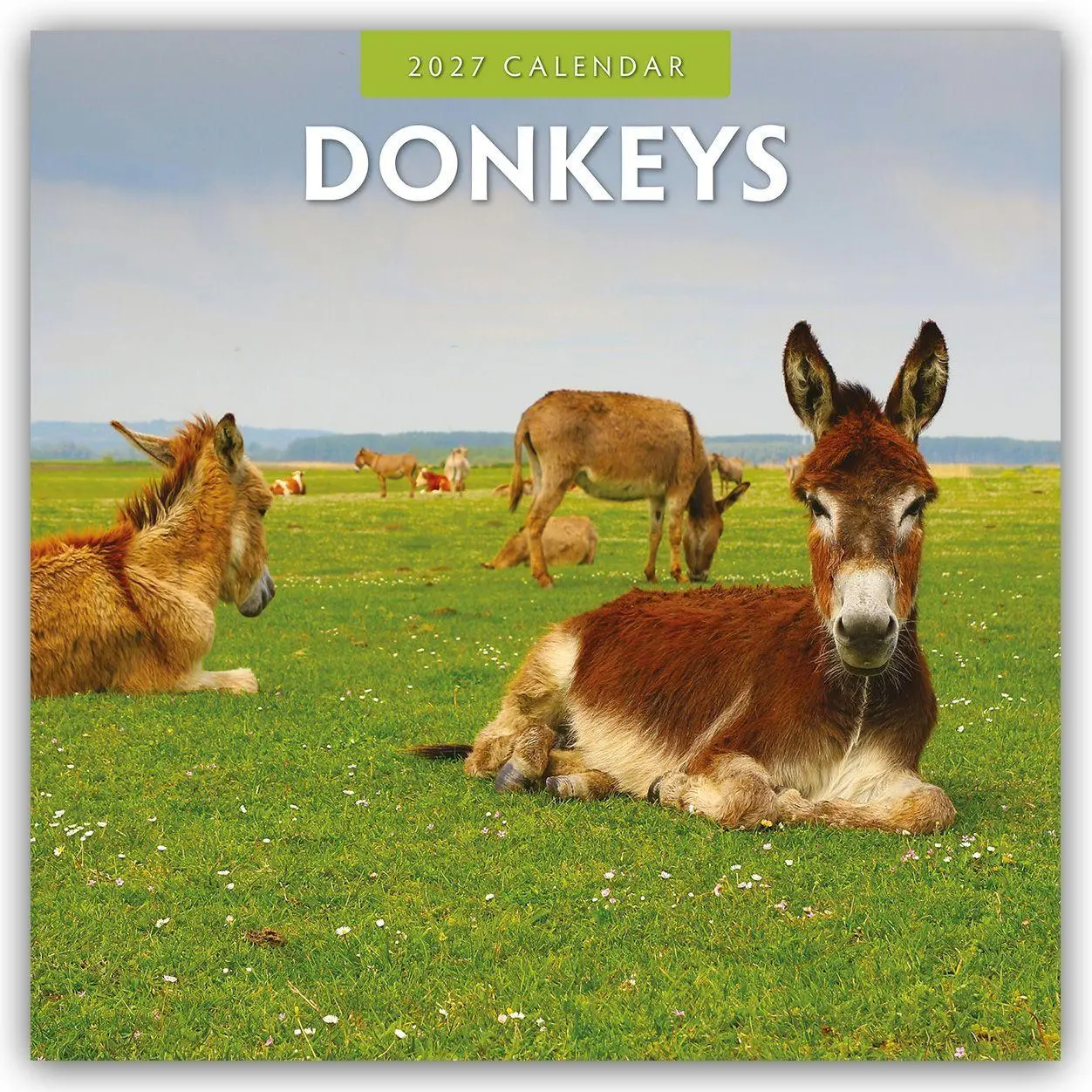Cover: 9781837010509 | Donkeys - Esel 2027 - 16-Monatskalender | Robin Red | Kalender | 28 S.