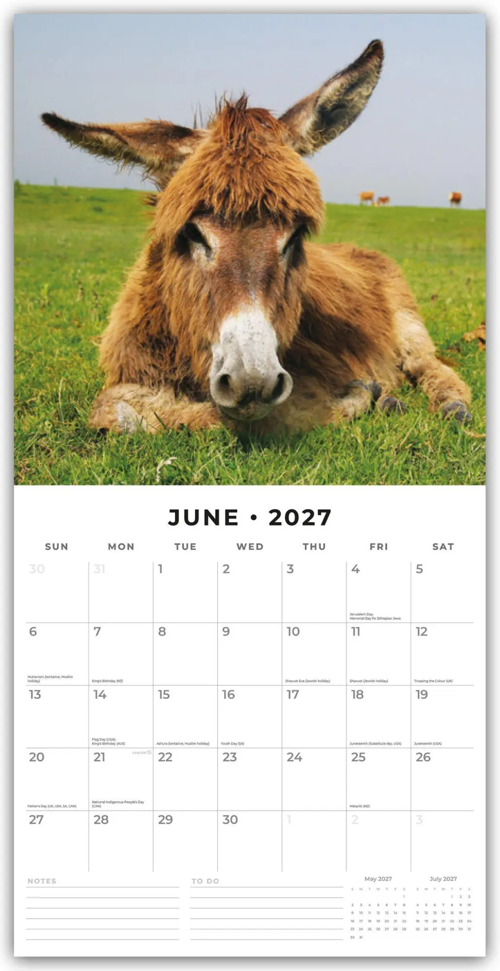 Bild: 9781837010509 | Donkeys - Esel 2027 - 16-Monatskalender | Robin Red | Kalender | 28 S.