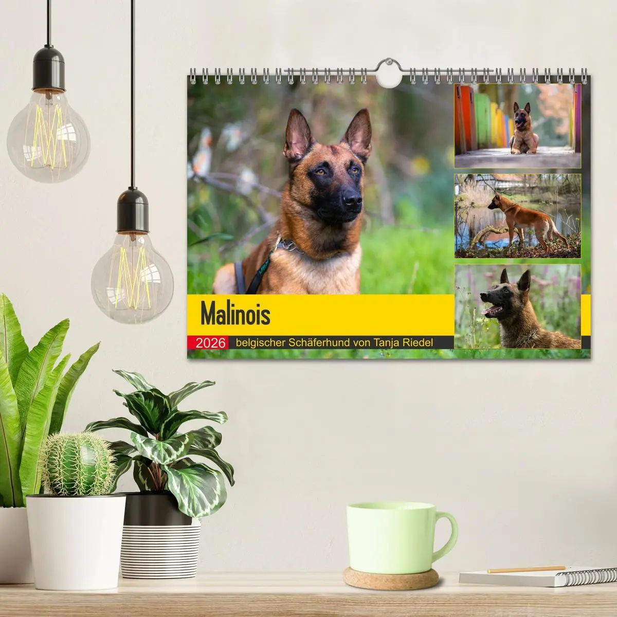 Bild: 9783457720509 | Malinois - belgischer Schäferhund (Wandkalender 2026 DIN A4 quer),...