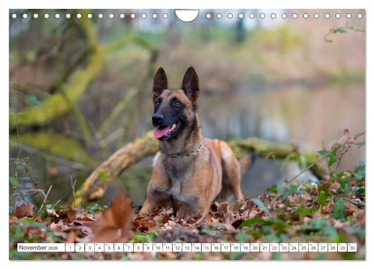 Bild: 9783457720509 | Malinois - belgischer Schäferhund (Wandkalender 2026 DIN A4 quer),...