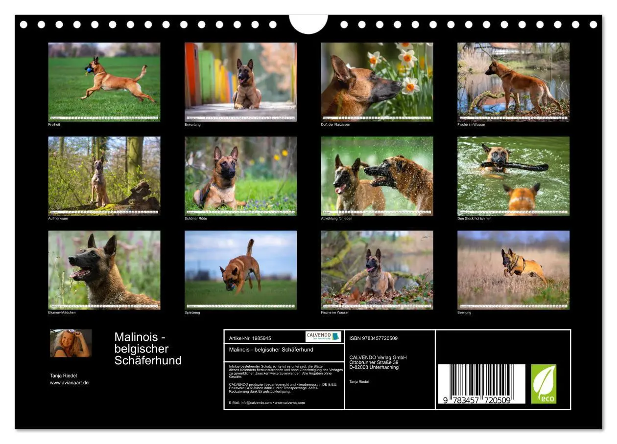 Bild: 9783457720509 | Malinois - belgischer Schäferhund (Wandkalender 2026 DIN A4 quer),...